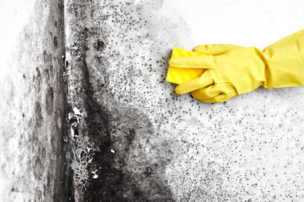 Best Toxic Mold Removal  in Benton, IL