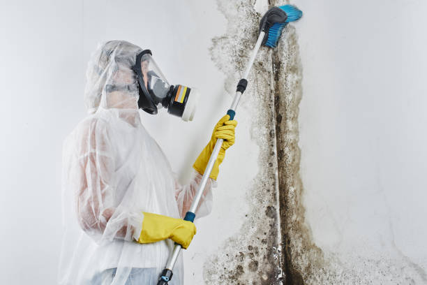 Best Fast Mold Removal  in Benton, IL