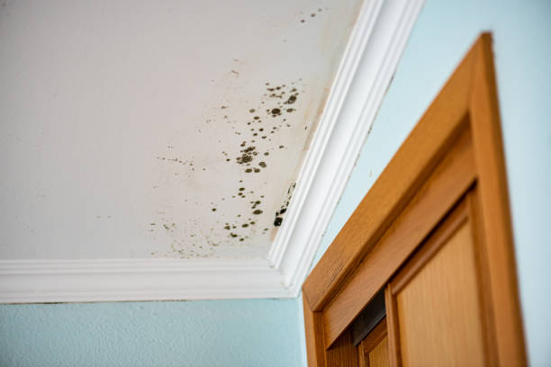 Best Fast Mold Removal  in Benton, IL