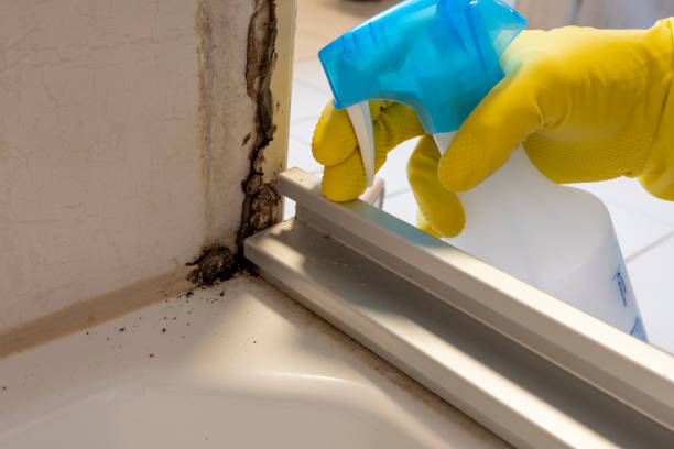 Best Crawl Space Mold Removal  in Benton, IL