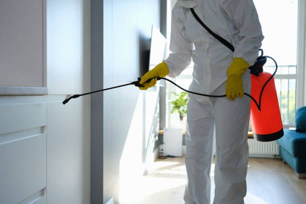 Best Affordable Mold Removal  in Benton, IL
