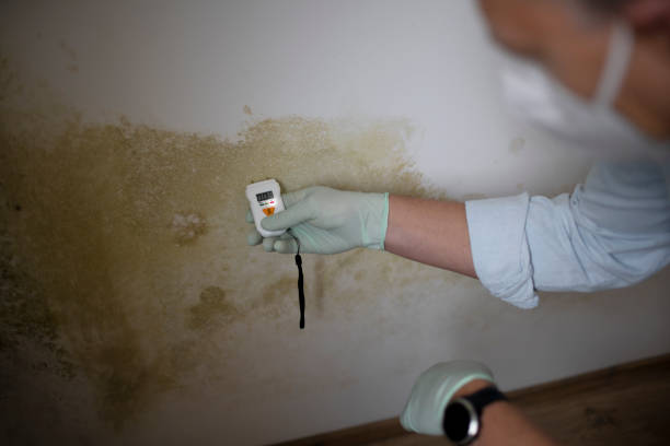 Best Mold Damage Repair  in Benton, IL