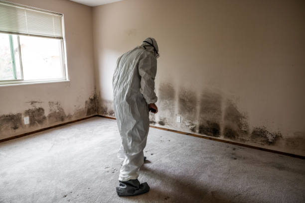 Best Affordable Mold Removal  in Benton, IL