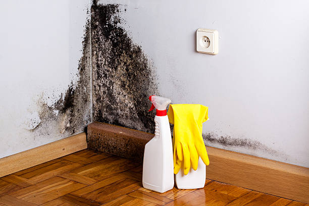 Best Mold Removal Company Near Me  in Benton, IL